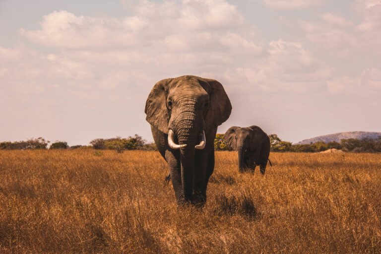 The Ultimate VIP Safari Experience: Africa Like You’ve Never Seen It