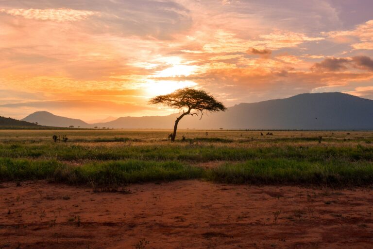Tailored for Royalty: Safari Experiences That Spare No Expense