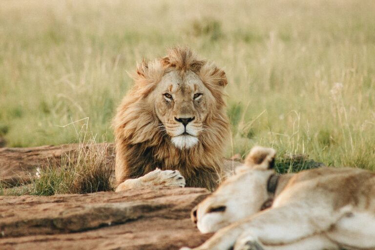 Africa’s Best Kept Secret: Ultra-Luxury Safaris in the Wild